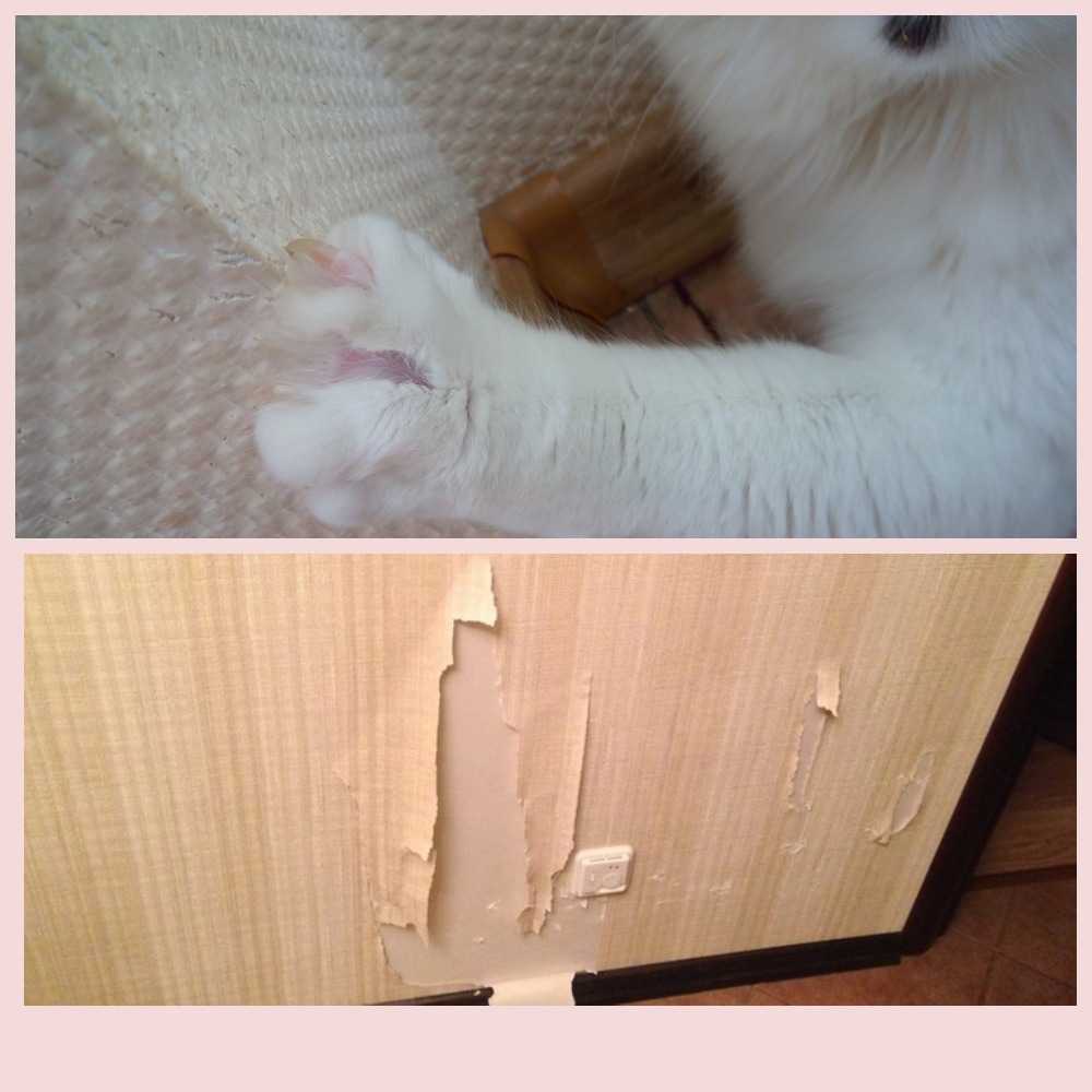 Как быстро и безопасно для кота отучить его драть мебель?