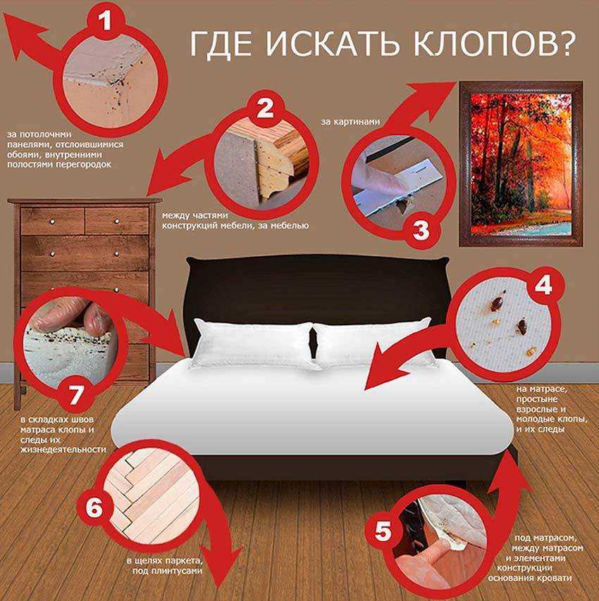 Как самостоятельно вывести клопов из дивана: 10 способов