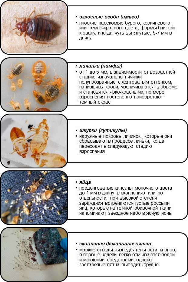 Как избавиться от клопов в диване